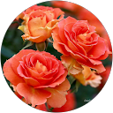 小林文子 profile picture