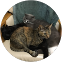 抹茶パフェ profile picture