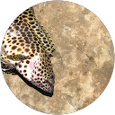 フロントでんとしげなり profile picture