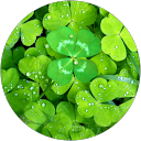 園部如美 profile picture