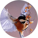 ᯽ monet profile picture