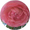 アン profile picture