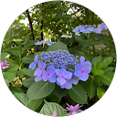 小野啓子 profile picture